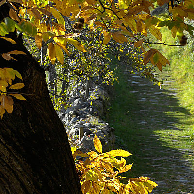 Keschtnweg: Herbst-Juwel im Eisacktal
