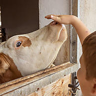 Smell the hay and hear barn whispers up close